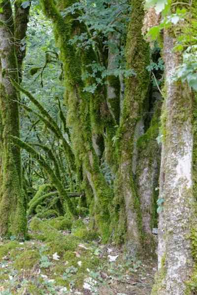 Cascade Glandieu