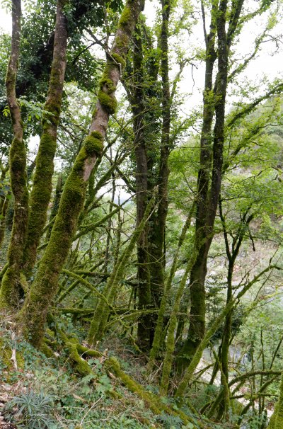 Cascade Glandieu